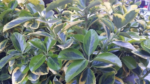 Samsung Galaxy Note 4