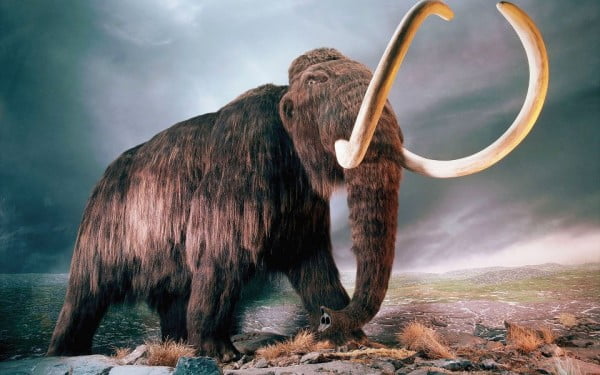 mamut