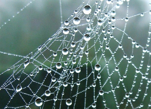 spider-web-1[1]
