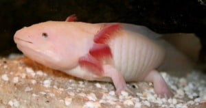 aksolotl-2