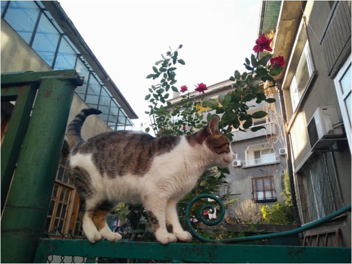 oneplus-x-kamera-ornekleri-05