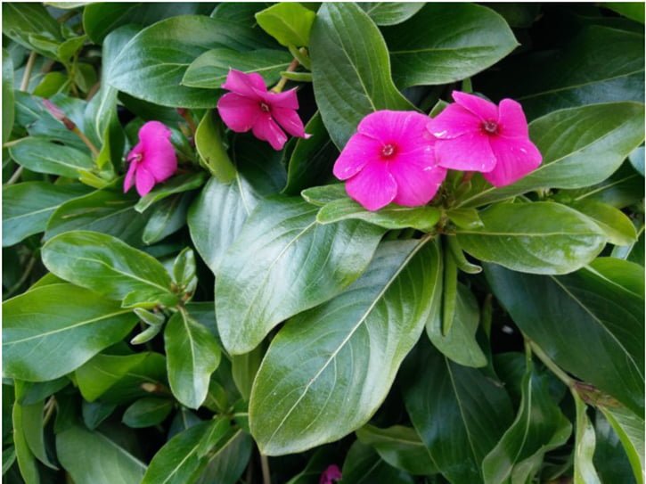 oneplus-x-kamera-ornekleri-07