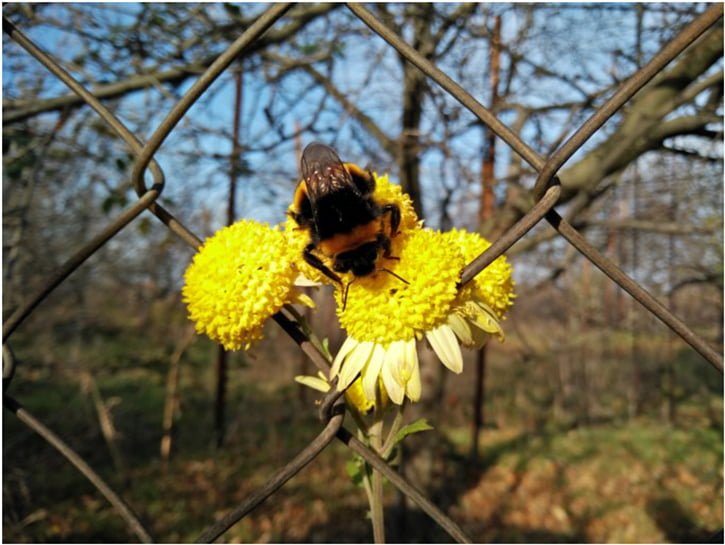 oneplus-x-kamera-ornekleri-09