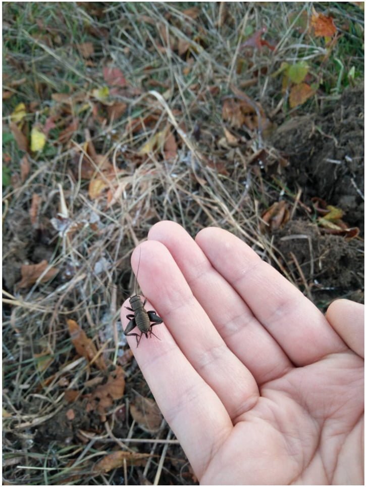 oneplus-x-kamera-ornekleri-10