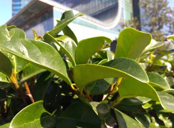 Asus Zenfone Max - Kamera detayları ve örnek fotoğraflar