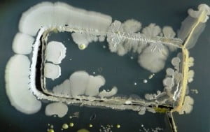 Akıllı Telefonlarınızın Ne Kadar İğrenç Göründüğüne Yakından Bakın