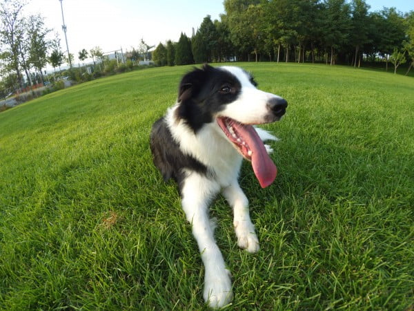 Check Out Xiaomi GoPro Style Camera s First Image and Video Samples 474865 2