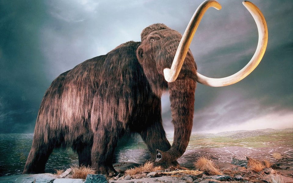 mamut