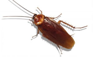 Hamam Böceği Robot’lar Dikkat Çekecek!