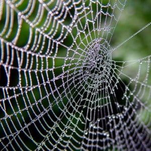 spiders web1