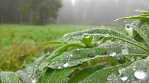 lumia 950 xl kamera örneği