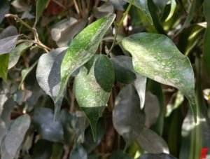 OnePlus 5 kamera özellikleri ile etkileyecek! 2 oneplus 5