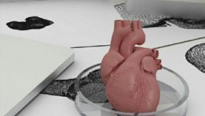 Maymunlardan organ çiftliği yapılacak: Bilim insanları büyük tartışmaya neden oldu 16 maymunlardan organ çiftliği