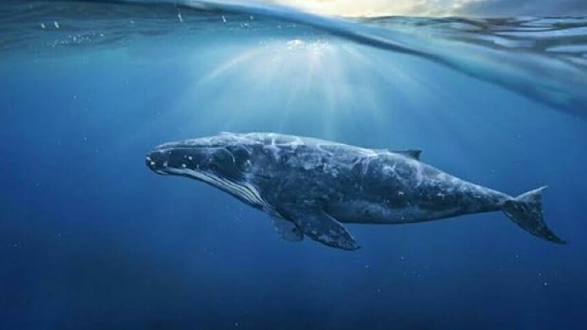 Yeni Bitcoin balinası