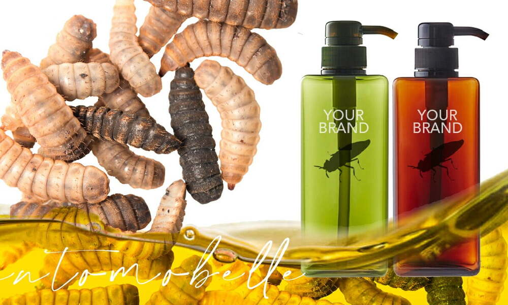 böceklerden yağ elde etmek1