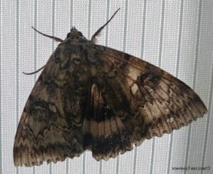 kuş büyüklüğünde kelebek