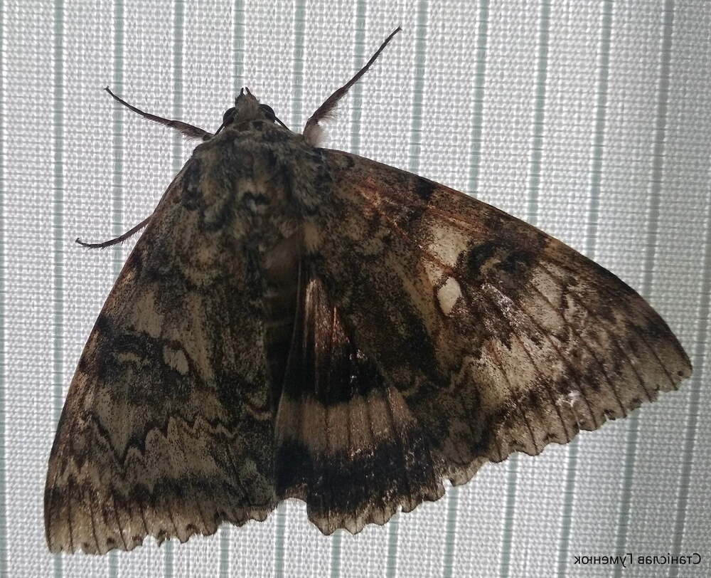 kuş büyüklüğünde kelebek