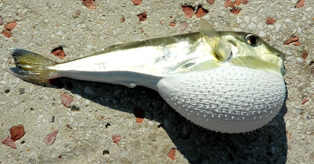 balon balığı avlayanlara para ödülü