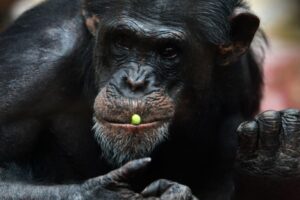 Şempanzeleri öldüren ve insanlara da bulaşabilen yeni bir bakteri keşfedildi!