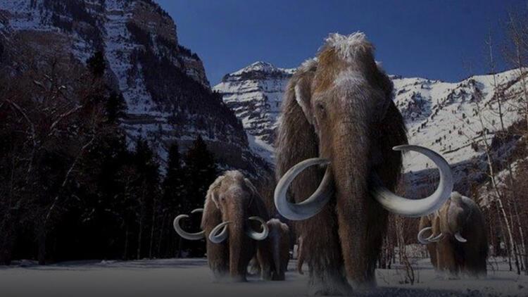 Mamutlar geri geliyor! Biyoteknoloji firmasından şaşırtıcı hamle