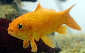 Bilim insanları balıkların konuşabildiğini keşfetti!