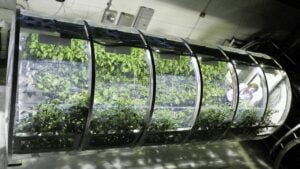 Uluslararası Uzay İstasyonu sera