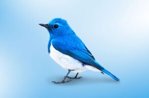 kripto cüzdanlarını