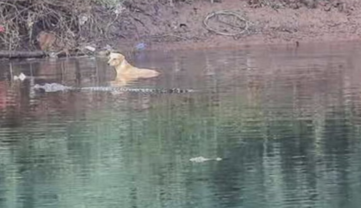 Sokak köpeği timsahlar tarafından kurtartıldı!