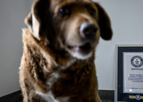 Dünyanın en yaşlı köpeğinin uzun yaşam sırrı açıklandı