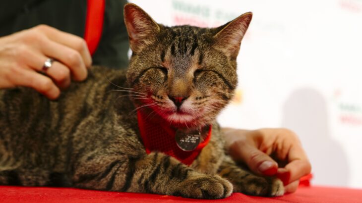 Bilim insanları kedileri anlamanın yolunu buldu