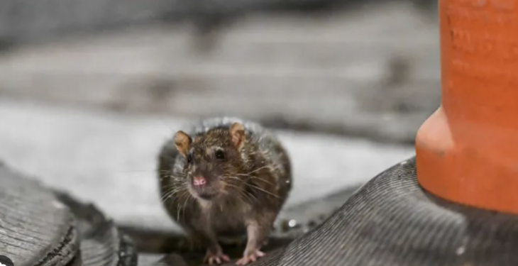 Fareler hakkında ilginç buluş! Hayal kurabiliyorlar 25 Fareler hakkında ilginç buluş! Hayal kurabiliyorlar