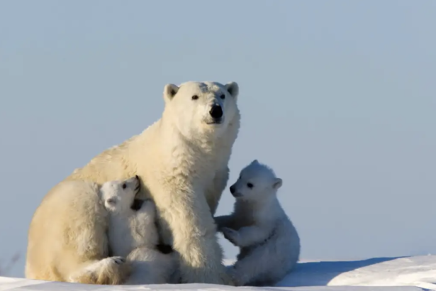 Kutup Ayısından İlham Alınarak Kazak Üretildi!
