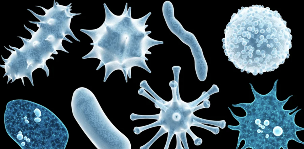 Bilim insanları insan bağırsağında ve ağzında yeni virüsler keşfetti