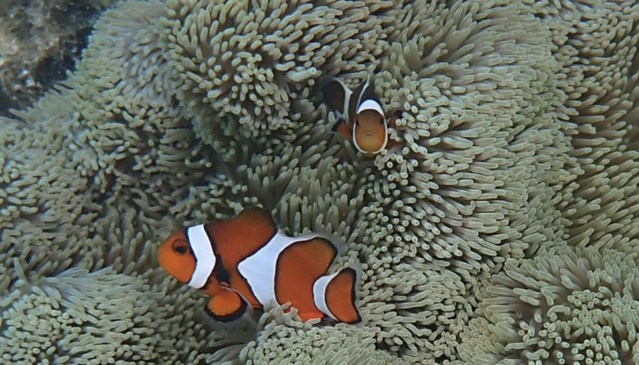 Bilim insanları balıklar hakkında yeni bir şey keşfetti