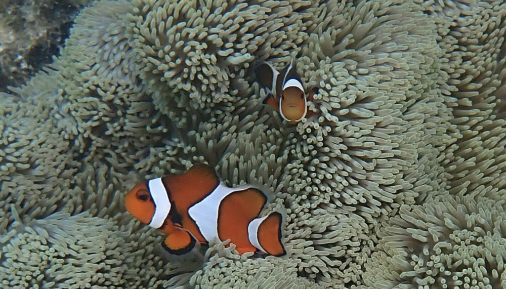 Bilim insanları balıklar hakkında yeni bir şey keşfetti