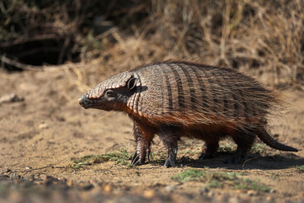 BBC Earth Memeli Canlılar