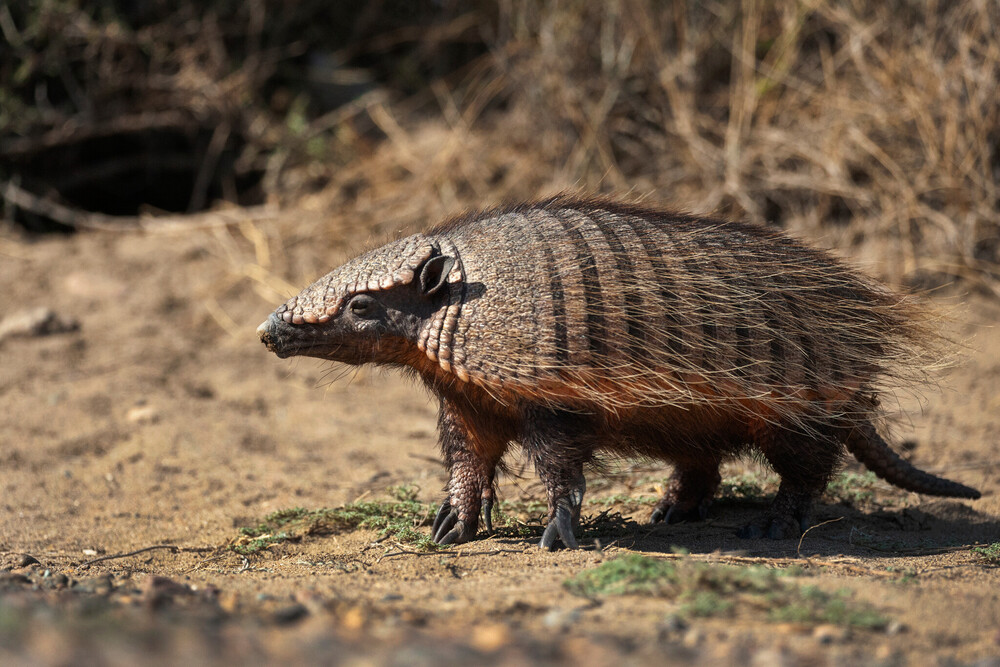 BBC Earth Memeli Canlılar