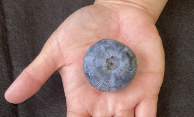 Şimdiye kadarki en büyük yaban mersini bulundu