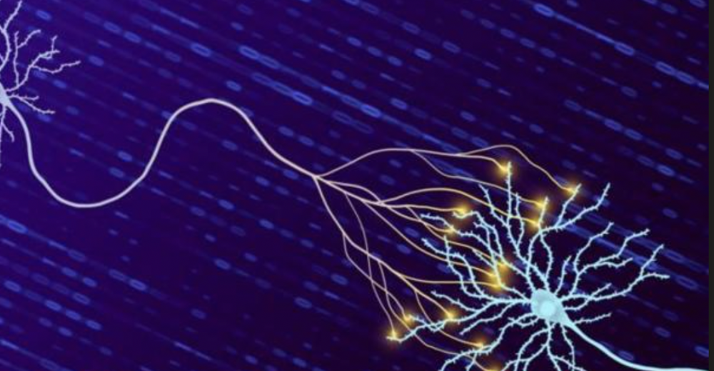 İnsan beyni önceden düşünülenden 10 kat daha fazla bilgi tutabiliyor