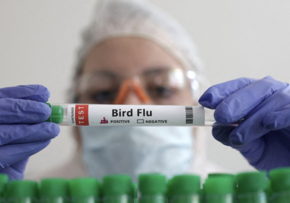Hindistan'da nadir kuş gribi vakası doğrulandı