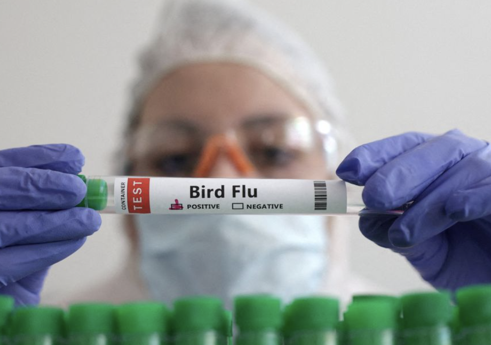 Hindistan'da nadir kuş gribi vakası doğrulandı