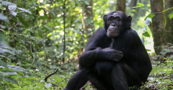 Ngogo Şempanzeleri Arasında İç Savaş Patlak Verdi 2 Şempanzelerin bitkisel tedavi yöntemi keşfedildi