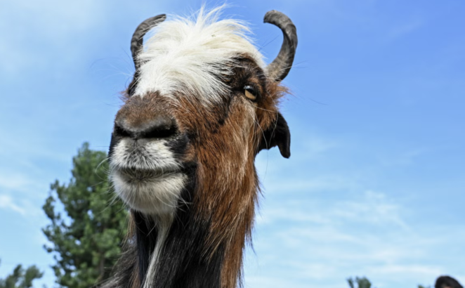 Bilim insanları yapay zekaya ilginç bir özellik ekledi!
