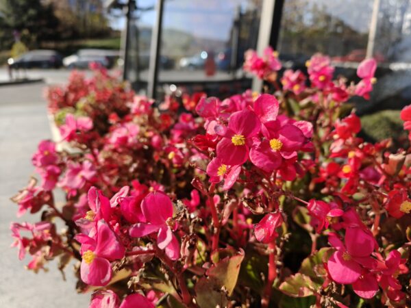 Oppo Find X8 serisi 2