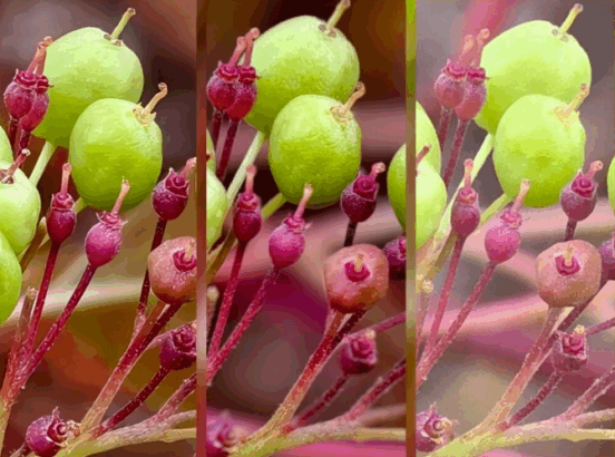 Vivo X300, Galaxy S25 Ultra’yı Geride Bıraktı: 200 MP Kamera Testinde Şaşırtan Sonuçlar 31 Vivo X300 (9)