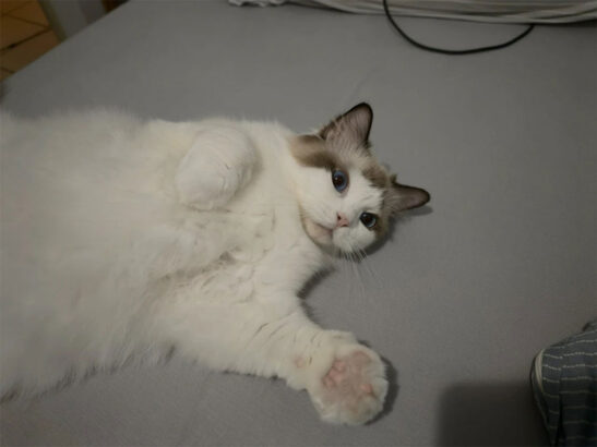 Kedi Yanan RTX 4090’ı Fark Edip Alarm Verdi Faciayı Önledi