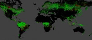 dunya orman haritası